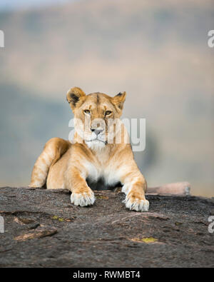 Löwin (Panthera leo) Festlegung auf einen Felsen, Masai Mara National Reserve, Kenia Stockfoto