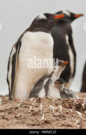 Gentoo Pinguin (Pygoscelis papua) mit der Jungen; der Hals, Falkland Inseln Stockfoto