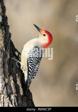 Ein männlicher Red-bellied Woodpecker, Melanerpes carolinus, auf einem Baum in Saskatoon, Saskatchwan im Winter thront. Stockfoto