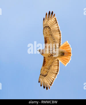 Red-tailed Hawk, Buteo jamaicensis, nimmt Flug über ein Feld in Saskatchewan Stockfoto