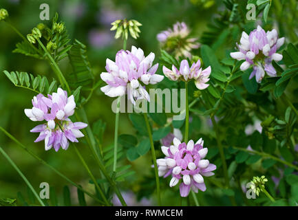 Krone vetch (Securigera varia) Anfang Juni in Central Virginia Stockfoto