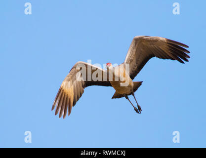 Ein Sandhill Crane, Grus canadensis, fliegt über ein Feld, in der Nähe von Saskatoon, Saskatchewan Stockfoto