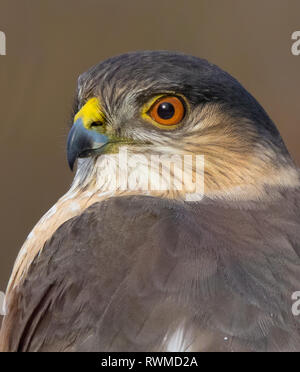 Porträt eines erwachsenen Sharp-Shinned Hawk, Accipiter striatus, in Saskatoon, Saskatchewan. Stockfoto