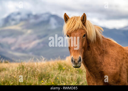 Portrait einer isländischen Pferd in die natürliche Landschaft ; Island Stockfoto