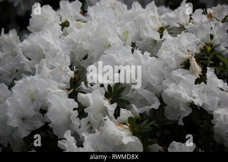 Schöne, frische, perfekt weiße Azaleen-Blüten und Pflanzen, die auf der sonnigen Sommerwiese wachsen. Stockfoto