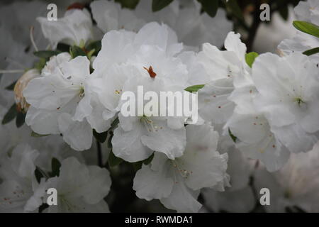 Schöne, frische, perfekt weiße Azaleen-Blüten und Pflanzen, die auf der sonnigen Sommerwiese wachsen. Stockfoto