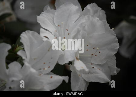 Schöne, frische, perfekt weiße Azaleen-Blüten und Pflanzen, die auf der sonnigen Sommerwiese wachsen. Stockfoto