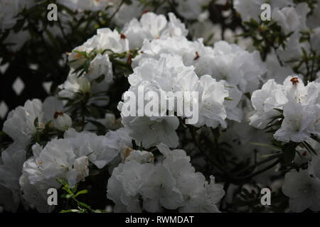 Schöne, frische, perfekt weiße Azaleen-Blüten und Pflanzen, die auf der sonnigen Sommerwiese wachsen. Stockfoto