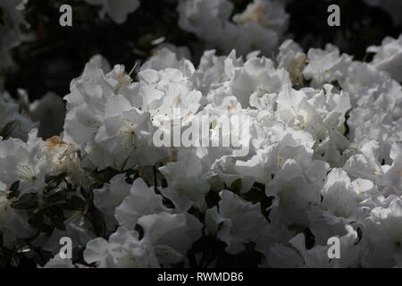 Schöne, frische, perfekt weiße Azaleen-Blüten und Pflanzen, die auf der sonnigen Sommerwiese wachsen. Stockfoto