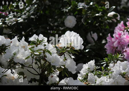 Schöne, frische, perfekt weiße Azaleen-Blüten und Pflanzen, die auf der sonnigen Sommerwiese wachsen. Stockfoto
