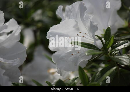 Schöne, frische, perfekt weiße Azaleen-Blüten und Pflanzen, die auf der sonnigen Sommerwiese wachsen. Stockfoto