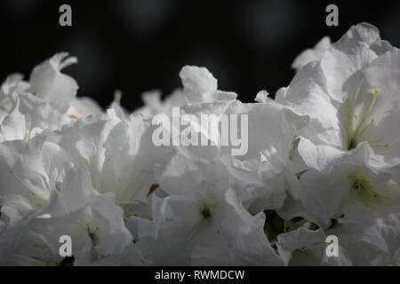 Schöne, frische, perfekt weiße Azaleen-Blüten und Pflanzen, die auf der sonnigen Sommerwiese wachsen. Stockfoto