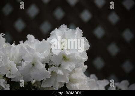 Schöne, frische, perfekt weiße Azaleen-Blüten und Pflanzen, die auf der sonnigen Sommerwiese wachsen. Stockfoto