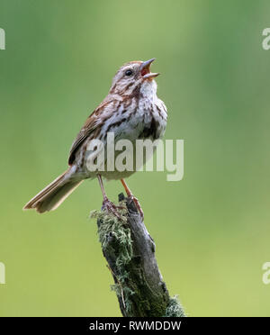 Song Sparrow, Melospiza Melodia, singt von einem Bemoosten Barsch, im Cypress Hills National Park, Saskatchewan Stockfoto