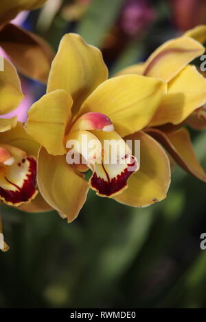 Schöne, frische Cymbidium Orchideen Blumen und Pflanzen wachsen im Blumengarten. Stockfoto