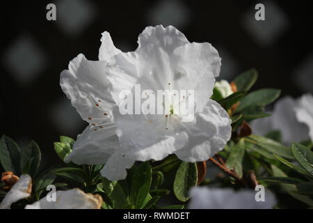 Schöne, frische, perfekt weiße Azaleen-Blüten und Pflanzen, die auf der sonnigen Sommerwiese wachsen. Stockfoto