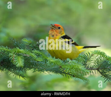 Ein männlicher Western Tanager, Piranga ludoviciana, singt von einem Spruce Tree Emma Lake, Saskatchewan. Stockfoto