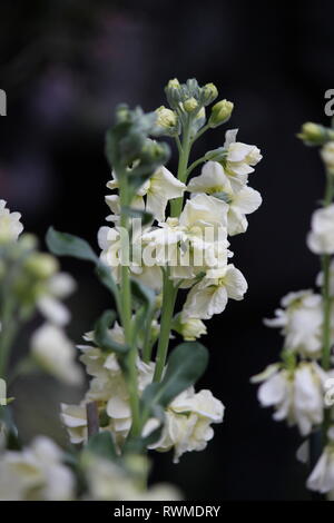 Schöne, frische gelbe Duftbestände, Matthiola incana, Blumen und Pflanzen, die im Blumengarten wachsen. Stockfoto