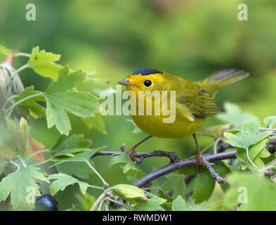 Eine männliche Wilson Grasmücke, Anzucht pusilla, auf eine schwarze Johannisbeere Bush in Saskatoon, Saskatchewan, Kanada gehockt Stockfoto