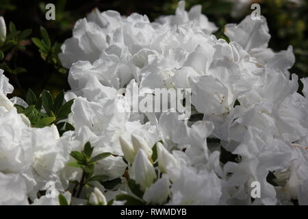 Schöne, frische, perfekt weiße Azaleen-Blüten und Pflanzen, die auf der sonnigen Sommerwiese wachsen. Stockfoto