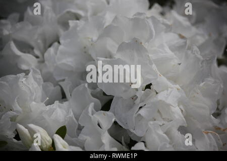 Schöne, frische, perfekt weiße Azaleen-Blüten und Pflanzen, die auf der sonnigen Sommerwiese wachsen. Stockfoto