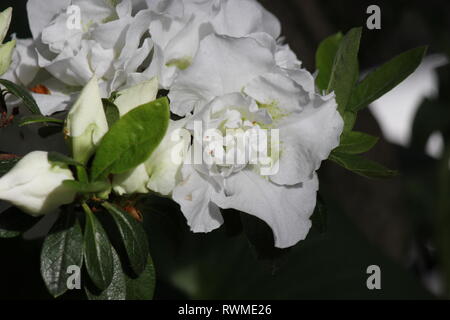 Schöne, frische, perfekt weiße Azaleen-Blüten und Pflanzen, die auf der sonnigen Sommerwiese wachsen. Stockfoto