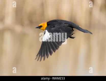 Ein männlicher Yellow-headed blackbird, Xanthocephalus xanthocephalus, nimmt Flug in einem Sumpf, in Saskatoon, Saskatchewan. Stockfoto