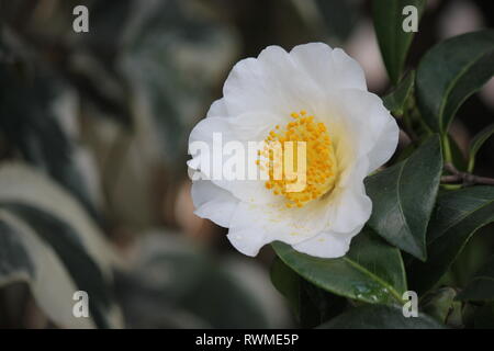 Schöne, frische weiße japanische Kamelie, Kamelie japonica, Blumen und Pflanzen, die auf der sonnigen Wiese wachsen. Stockfoto