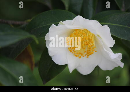 Schöne, frische weiße japanische Kamelie, Kamelie japonica, Blumen und Pflanzen, die auf der sonnigen Wiese wachsen. Stockfoto