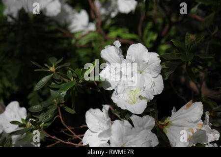 Schöne, frische, perfekt weiße Azaleen-Blüten und Pflanzen, die auf der sonnigen Sommerwiese wachsen. Stockfoto
