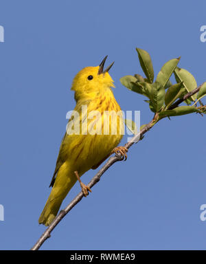 Ein männlicher Schnäpperrohrsänger, Setophaga Petechien, singt von einem Barsch in Saskatoon, Saskatchewan. Stockfoto