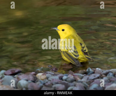 Ein männlicher Schnäpperrohrsänger, Setophaga Petechien, Baden in einem Hinterhof Teich in Saskatoon, Saskatchewan. Stockfoto