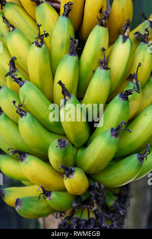 Cluster von Bananen wachsen auf dem Baum; Gran Canaria, Kanarische Inseln, Spanien Stockfoto