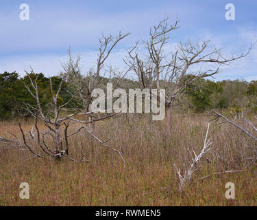 Südcarolina Küsten Marsh. Malerische Landschaften Salzwiesen, SC Stockfoto