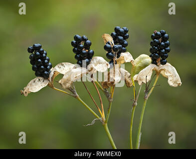 Früchte der Black Lily (Iris domestica) Ende Sommer im Central Virginia Stockfoto