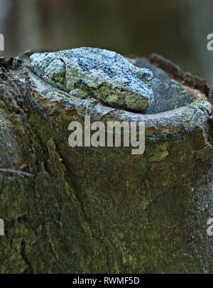 Grauer Laubfrosch (Hyla versicolor) Hiding in plain Sight auf dem Baumstumpf ausschneiden tree branch in Central Virginia. Farbe der Haut verschmilzt mit der Farbe der t Stockfoto