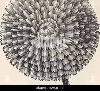 Der Ely Katalog von Flower seeds Ely Katalog der Blumensamen 1894 elyscatalogoff zdef Jahr: 1894 CALENDULA. CANDYTUFT, siehe ibekis. CANNA. TrTP.* (Indian Shot). Für tropischen Pflanzen, Blumen, und Reich Auswirkungen in der Bettwäsche die Canna ist jetzt ohne einen Rivalen in der beliebten Achtung. Der Zwerg französischen Sorten machen auch feine pot-Anlagen für Veranden oder für winterblüher. Die Samen haben eine harte Schale, und sollte acht oder zehn Stunden in heißem Wasser eingeweicht werden vor Einpflanzen. Sie früh starten, in frühbeeten oder im Haus, so dass Sie vielleicht bereit, Bett im Mai, so blüht früher und ha Stockfoto