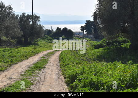 Eine unbefestigte Straße durch einen Olivenhain, Stretching in Richtung Süden Euböa in der Nähe von Eretria, auf der griechischen Insel Euböa. Stockfoto