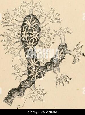 Elementares Lehrbuch der Zoologie (1884) Stockfoto