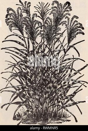 Der Ely Katalog von Flower seeds Ely Katalog der Blumensamen 1894 elyscatalogoff zdef Jahr: 1894 EULALIA JAPONICA ZKBRINA. GYNERIUM ARGEN - EUM, Gräser, Zierpflanzen. HA und HP. Frau Partington dachte, die Multi-kulti-Vation von Gräsern völlig überflüssig, aber wollte sie neue Motorhaube mit 'Pampa's Plumes getrimmt." Die Ziergräser neben ihrer Schönheit und Anmut, Rasen - Verzierungen, wenn in Klumpen geworden, chemische Schön für den Winter Dekoration, Vasen, Gestecke, etc., wenn Sobald der Kopf gereift sind. Die kleineren zarte Köpfe sind auch ziemlich für Vermischung mit Sommerblumen. Die Saat thinl Stockfoto