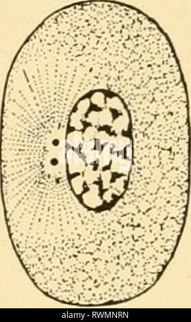 Embryologie von Insekten und myriapods; Embryologie von Insekten und myriapods; die Entwicklungsgeschichte von Insekten, Tausendfüßler und millepedes vom Ei desposition [!] zu schlüpfen embryologyofinse 00 joha Jahr: 1941 4 EMBRYOLCXiY VON INSEKTEN UND MYRIAPODS Zellteilung.-Zellen vermehren durch direkte oder indirekte Division. Durch direkte Division (amitosis) die Zelle einschließlich der Kern nur in zwei eingeklemmt ist. Dieser Prozess ist charakteristisch für die Alterung der Zellen. Indirekte Division (Mitose), die übliche Methode der nuklearen Division, ist eine Reihe komplexer Prozesse, die in mehreren Phasen (Bild angeordnet werden kann. 2). In Stockfoto