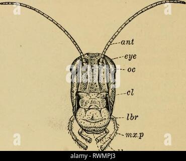 Elementare Entomologie (1912) Elementare Entomologie elementaryentom 00 sand Jahr: 1912 12 elementare Entomologie und Moskitos, die antennse der Geschlechter sind sehr unterschiedlich, so dass die Geschlechter leicht zu unterscheiden sind. Augen. Auf beiden Seiten der Antennen sind die großen com-lbs-Augen, oft bilden den größeren Teil der Seite des Kopfes gefunden, und manchmal, wie in der Dragon-fly und horse-fly, bilden den größten Teil des Kopfes. Die Facettenaugen sind in der Regel Oval oder Kreis in Grenzen, und sind Mittel genannt, weil, wenn sie unter einer Linse geprüft, sie werden gesehen, von großen num besteht. Stockfoto