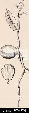 Die Elemente der Botanik für die Elemente der Botanik für Anfänger und für Schulen elementsofbotany 00 grau Jahr: 1887 20 Sämlinge. [Abschnitt 3. hauptsächlich auf Kosten der großen store Nahrungsmittel in der keimblätter. Diese, die nach ihrem Zweck, Decay und fallen weg. 29. Solche dicken Keimblätter nie getrennt; in der Tat ist sie manchmal wachsen zusammen, indem ein Teil der angrenzenden Flächen, so dass die Keimung Stockfoto