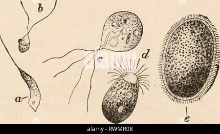 Elementare Lehrbuch der Zoologie, tr Elementare Lehrbuch der Zoologie, Tr. Und hrsg. von Adam Sedgwick, mit der Unterstützung von F. G. Heathcote elementarytextbo 01 clau Jahr: 1892-1893 BEWEGUNG UND EMPFINDUNG ALS TEST DER TIERE. von Kohlensäure geht weiter. In Pflanzen, also zusammen mit den charakteristischen Desoxidation Prozess, es ist immer ein Prozess der Oxidation analog zu, die in der Mir-tabolism gefunden, durch die ein Teil der gleichgestellte Stoffe ist wieder zerstört. Das Wachstum der Pflanzen ist unmöglich ohne den Konsum von Sauerstoff und die Herstellung von Kohlensäure. Die Mo Stockfoto