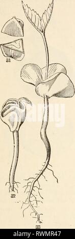 Die Elemente der Botanik für die Elemente der Botanik für Anfänger und für Schulen elementsofbotany 00 grayuoft Jahr: [1887] 3.] Sämlinge. 19 28. Diese hypogceous Keimen wird auf einer größeren Skala von der Eiche (Abb. Beispielhaft ist. 36, 37) und Rosskastanie (Abb. 38, 39); aber in diesen Die rückläufige Wachstum ist ganz und gar eine stout tap-Root. Es ist nicht das caulicle; für Stockfoto