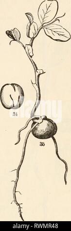 Die Elemente der Botanik für die Elemente der Botanik für Anfänger und für Schulen elementsofbotany 00 grayuoft Jahr: [1887] ihis verlängert sich kaum. In der Tat, die frühesten Wachstum trägt die sehr kurze caulicle aus der Shell kommt aus der Bildung von Fuß-Stiele zu den Keimblättern; über diese entwickelt das starke plumule, unten wächst die Stout root. Das Wachstum ist zunächst völlig, für eine lange Zeit Abb. 31. Eine Buche - niit über schneiden. 32. Beginn der Keimung von der Buche, der plumule vor den Keimblättern geöffnet haben oder die Wurzel hat kaum gebildet. 33. Die gleiche, ein littl Stockfoto