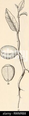 Die Elemente der Botanik für die Elemente der Botanik für Anfänger und für Schulen elementsofbotany 00 grayuoft Jahr: [1887] 20 Sämlinge. [Abschnitt 3. hauptsächlich auf Kosten der großen store Nahrungsmittel in der keimblätter. Diese, nach Ihrer pui dienen 'pose, Verfall und fallen weg. 29. Solche dicken Keimblätter nie getrennt; in der Tat ist sie manchmal wachsen zusammen, indem ein Teil der angrenzenden Flächen, so dass die Keimung Stockfoto