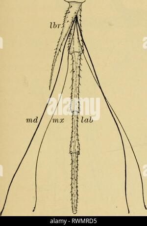 Elementare Entomologie (1912) Elementare Entomologie elementaryentom 00 sand Jahr: 1912 der Anatomie von Insekten - Externe 15 bezeichnet die scccvid inaxillcs. Die Schamlippen und Formen der Boden der Mund und unterstützt den Kiefer und maxillae mit dem Essen. Er ist mit dem Kopf Scharnier an der Basis (durch die inaitum), und die Projektion von beiden Seiten ist ein palpus, ähnlich in Form und Funktion den Palpen maxillaris. Zwischen den Palpen sind ein oder zwei Paare der Lappen, die ligjila. In den Hohlraum der Mund von der inneren Oberfläche des Labiums ist der hypophaijnx oder Zunge. Das in der Abbildung. 15. Mund - Gleichheit Stockfoto