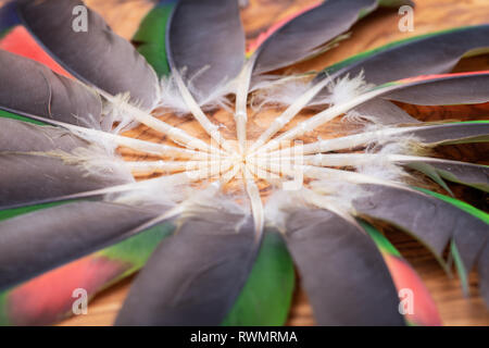 Viele bunte Papagei Federn arrangiert in einem Kreis wie eine Blume. Stockfoto