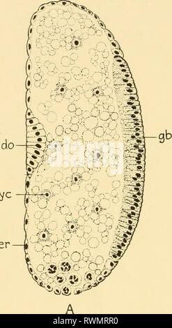 Embryologie von Insekten und myriapods; Embryologie von Insekten und myriapods; die Entwicklungsgeschichte von Insekten, Tausendfüßler und millepedes vom Ei desposition [!] zu schlüpfen embryologyofinse 00 joha Jahr: 1941 12 EMBRYOLOGIE VON INSEKTEN UND MYRIAPODS auf der dorsalen Seite eine kleine Gruppe von Zellen invaginates leicht und später in der Dotter absorbiert. Diese kleine Gruppe von Zellen stellt den primären dorsalen Orgel (Do). Ähnliche Strukturen, anscheinend Homologe, ser. Stockfoto